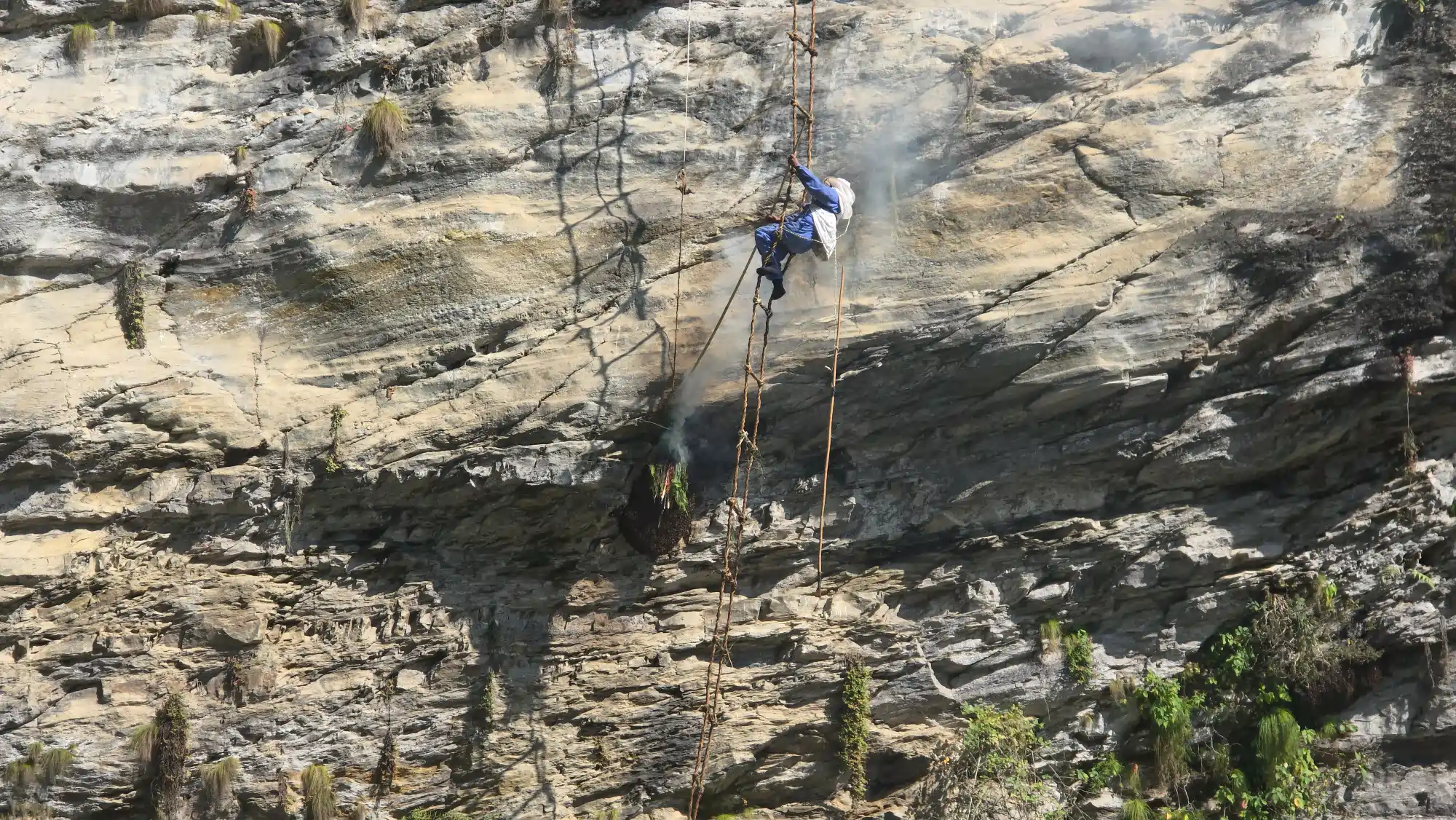 Wild mad honey harvesting in the Himalayas of Nepal with cultural traditions
